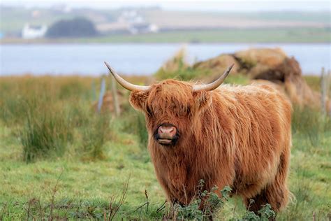 Long Haired Highland Cattle Highland Cow Highlander