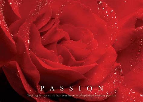 Laminated Passion Roses Poster Dry Erase Sign 36x24 Poster Foundry