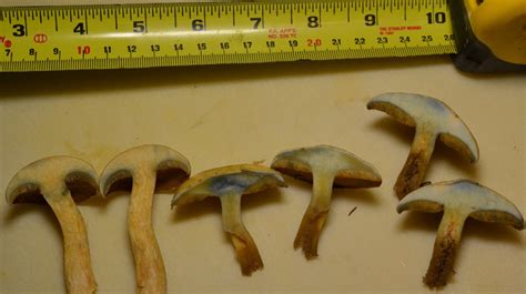 What Kind Of Boletes 1 Identifying Mushrooms Wild Mushroom Hunting