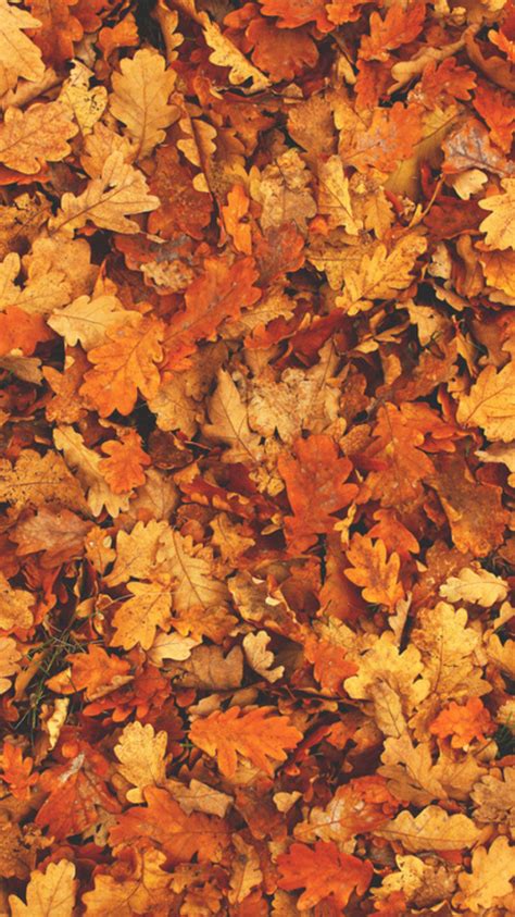Free Download Autumn Wallpaper Autumn Leaves Aesthetic 128018 Hd