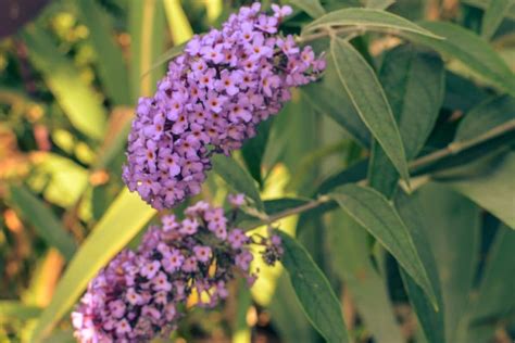 How To Grow And Care For Butterfly Bush Buddleia Davidii Growingvale