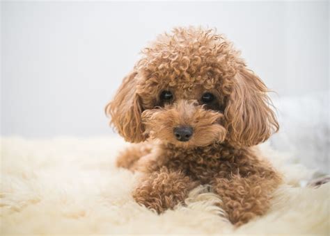 Poodle Names 375 Oodles Of Names For Poodles My Pets Name