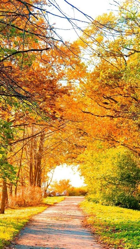 Beautiful Autumn Trees Wallpapers Wallpaper Cave
