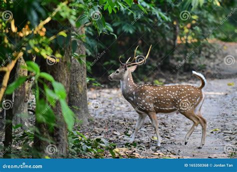 A Male Red Spotted Deer Crossing The Road In Chitwan National Park In
