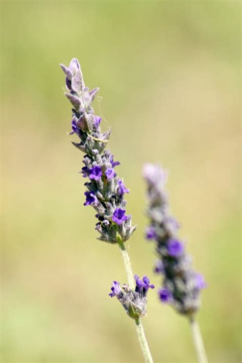 Tips For Growing Grosso Lavender Plants