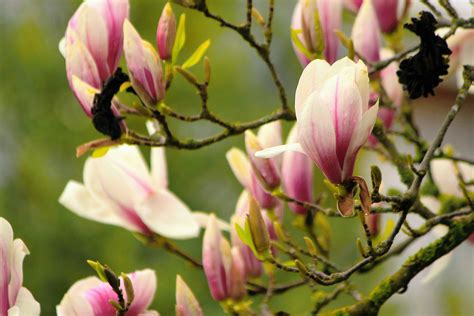Free Images Nature Branch Blossom Flower Petal Spring Color