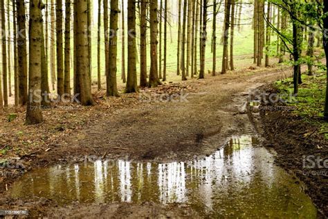 Puddle In The Forest Stock Photo Download Image Now Forest Puddle