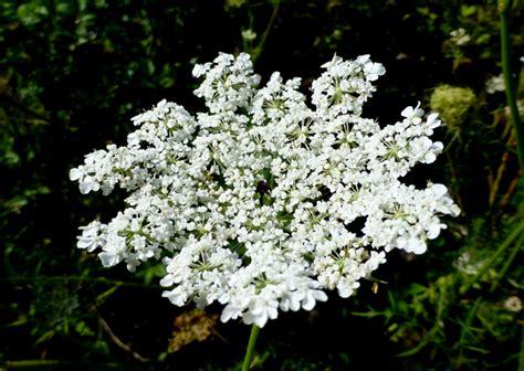 White Queen Annes Lace Wildflower Is Pretty As It Blooms And As It