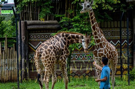 Foto Di Kebun Binatang Catat Ini Deretan Kebun Binatang Terbaik