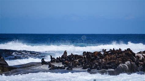 Wild Seals Sea Lions On Seal S Island In Cape Town South Africa