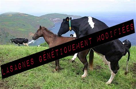 By juan carlos | horses, animals. genetically modified lasagnas | 2013 Horse Meat Scandal ...