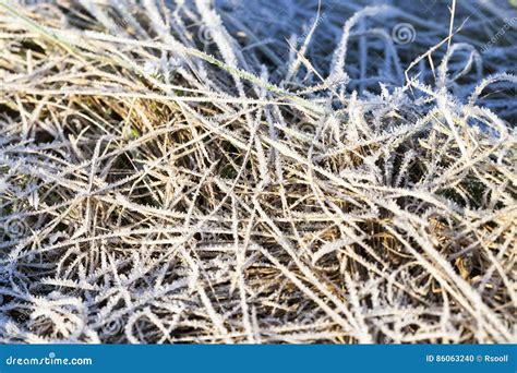 Green Grass In The Frost Stock Photo Image Of Field 86063240