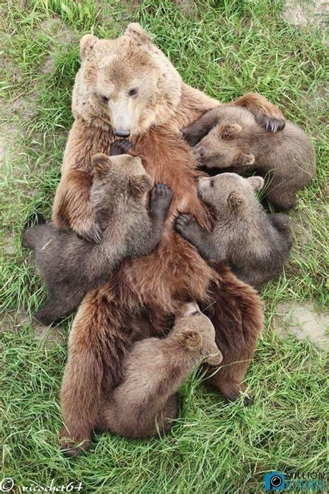 A Momma Bear And Her Cubs Aww