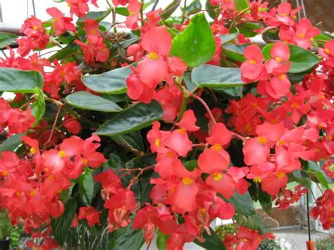 Dragon Wing Begonia Care A Complete Guide Love Planting