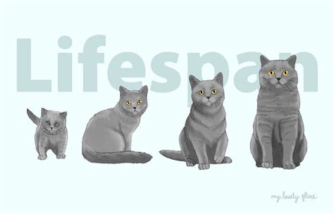 Whats The Average Cat Lifespan