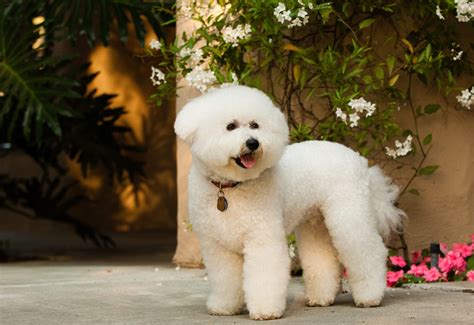20 Of The Cutest White Dog Breeds Readers Digest