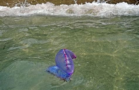 Portuguese Man O War Being Washed Ashore On The Beach In