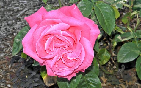 10 Best Climbing Roses