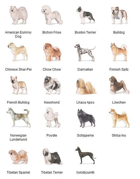 Cute Small Dog Breeds Chart