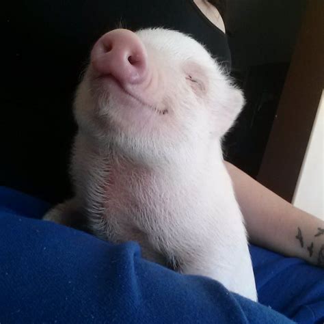 10 Tips For Owning A Teacup Pig Cute Baby Pigs Tiny Pigs Cute Pigs