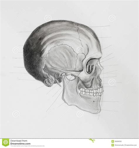 Side View Of Human Skull. Medical Illustration Stock Illustration ...