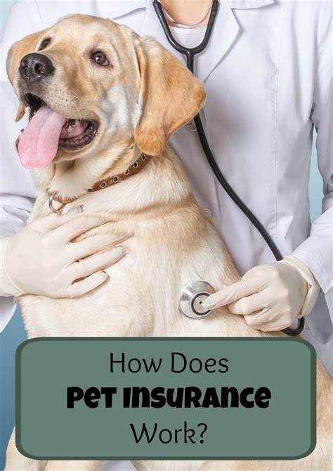 The cost of pet insurance depends on 5 factors: How Does Pet Insurance Work? - DogVills