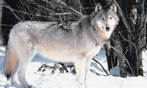 Gray wolves are the larger species normally weighing between 50 and 120 pounds, and red wolves are the smaller species normally weigh between 50 and 85 pounds. What's a Grey Wolf's size, compared to a large Great Dane ...