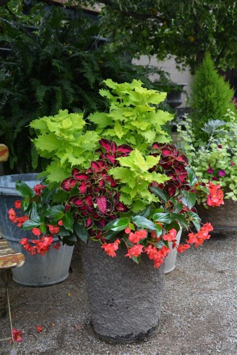 868 Best Flowers Gardens Containers Perennials