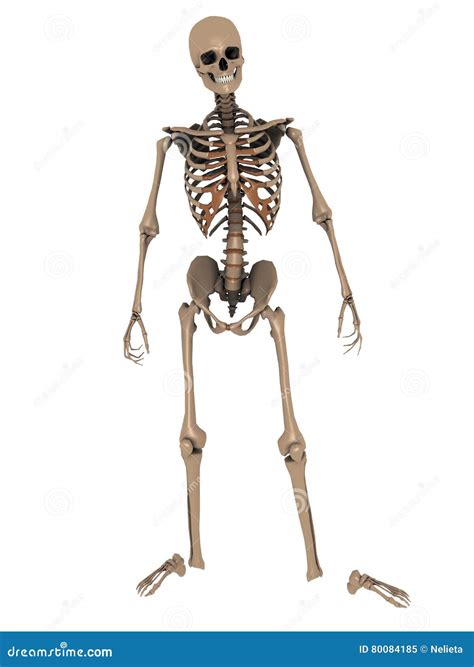 Skeleton 3d Render Stock Illustration Illustration Of Anatomic 80084185
