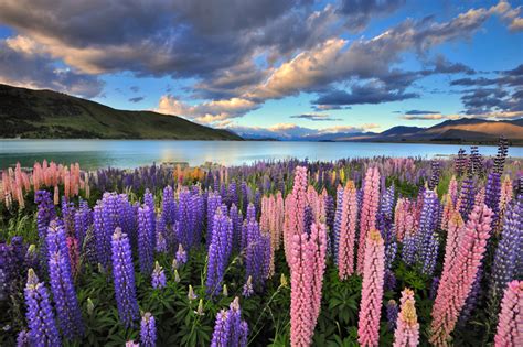 Inspiration From 12 Breathtaking Wildflower Landscapes