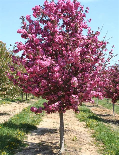 How To Grow Crab Apple Trees From Seed