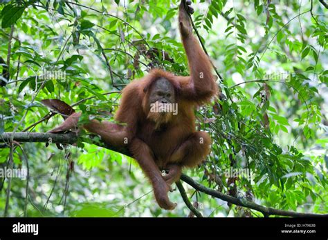 Sumatran Orangutan Pongo Abelii Male In Tree Gunung Leuser National