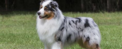 Australian Shepherd Dog Breed History And Some Interesting Facts