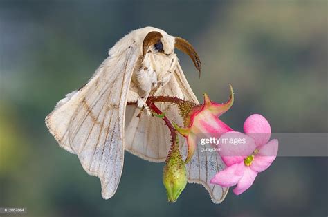 Macro Close Up View Of A Silk Worm Moth In Her Wedding Dress Holding Silkworm Moth Cute