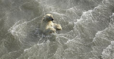 Polar Bear Cubs Die As Ice Melts Swims Get Longer