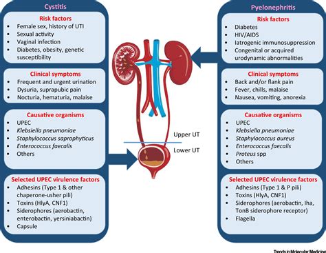 Urinary Tract Infection Pathogenesis And Outlook Trends In Molecular Medicine