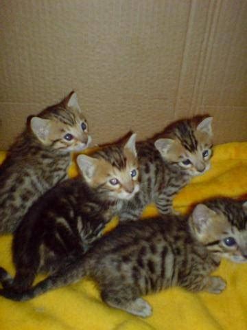 All available kitties for sale kitties for adoption retired breeding cats breeding cats. bengal kittens FOR SALE ADOPTION from manchester England ...
