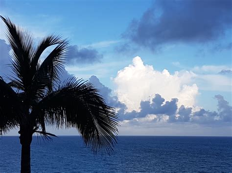 Free Images Blue Sky Serenity Peace Tropical Palm Tree Ocean