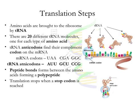Steps Of Protein Sysnthesis