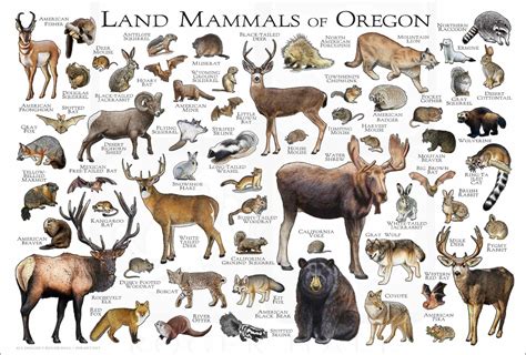 Mammals Of Oregon Poster Print Oregon Mammals Field Guide Etsy