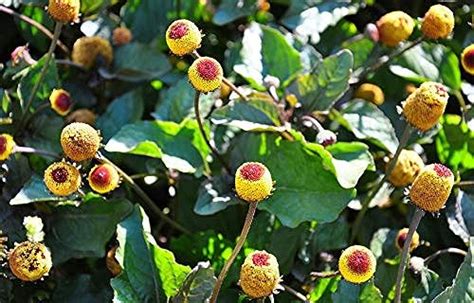 Spilanthes Acmella Oleracea Tropical Herb Toothache Plant Bright Yellow