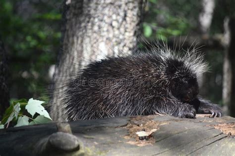 North American Porcupine Climbing Over A Log In The Woods Stock Image