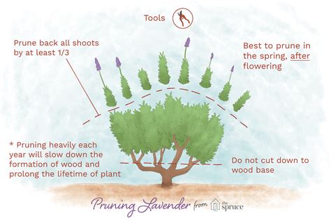 How To Prune Lavender Plants In Every Season