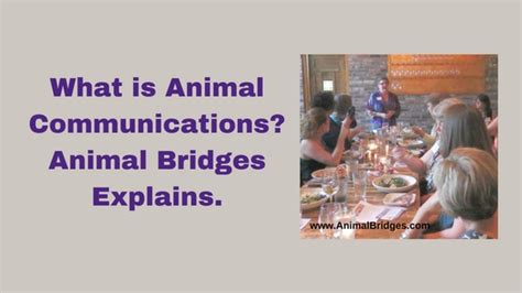 What Is Animal Communications Prescott Az Animal Communicator