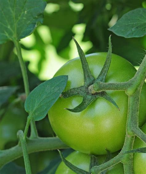 Unripe Tomato Stock Image Image Of Unripe Garden Vegetable 20481919