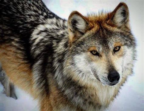 Pin By 『️スマイル』️ On Wolf Mexican Gray Wolf Mexican Wolf Beautiful Wolves