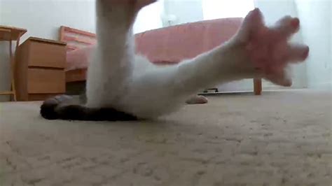Cat Stretched And Toes Blossom 😊 Youtube