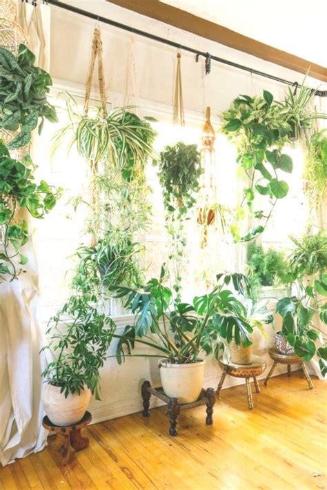 Wie Sie Mit Zimmerpflanzen Leben In Ihr Zuhause Bringen