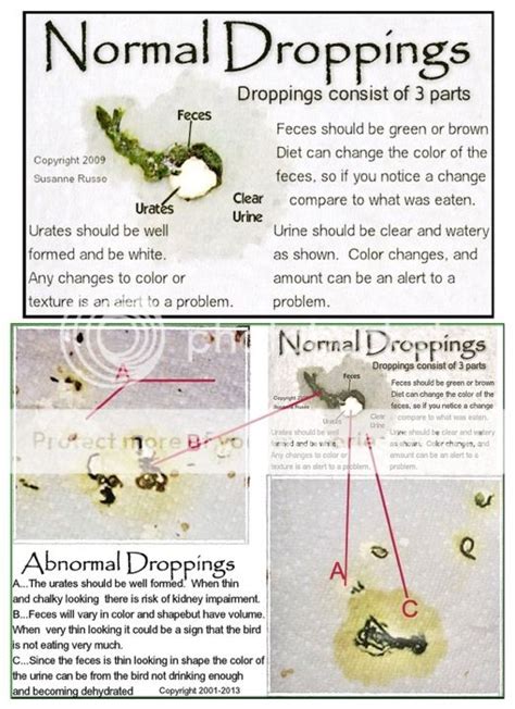 Does This Poop Look Normal Guide To Bird Poop Parrotlets Forum