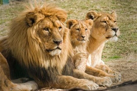 cómo es el león características del león
